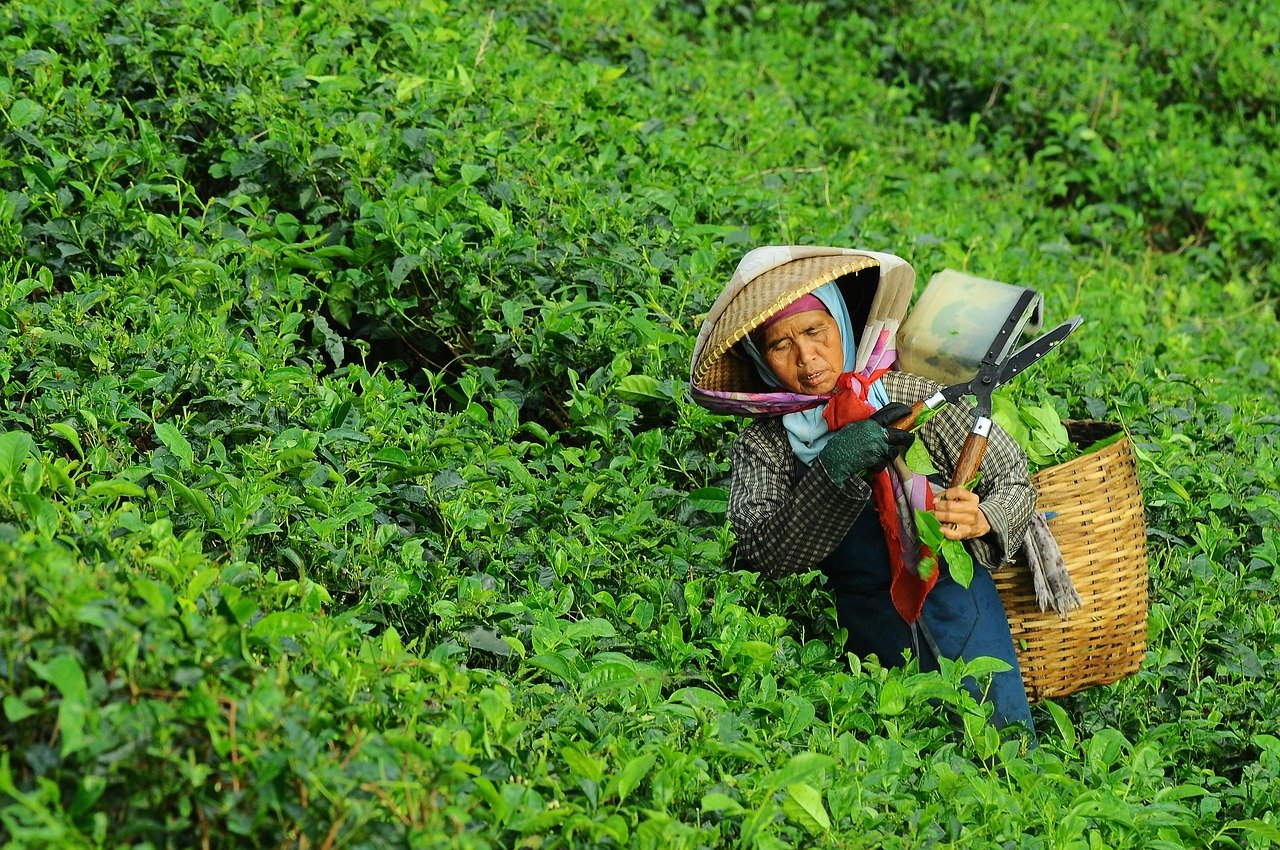 plantación de té verde
