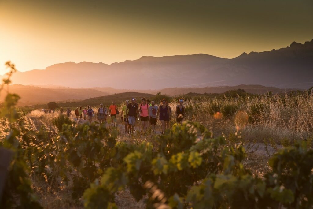 Recorre la ruta del vino de Rioja Alavesa