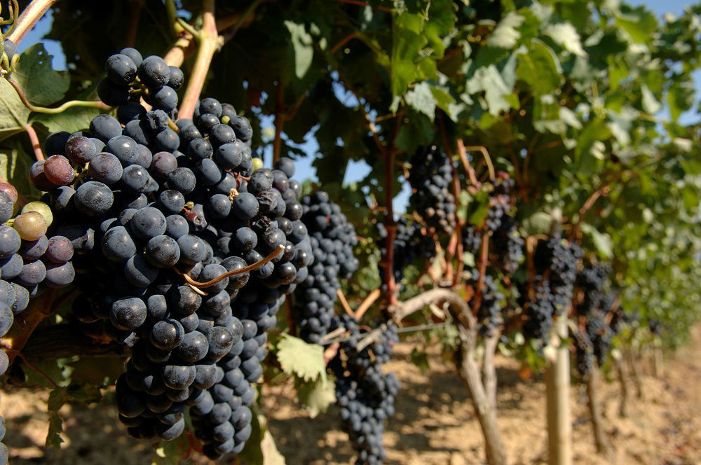 ruta del vino de Rioja Alavesa